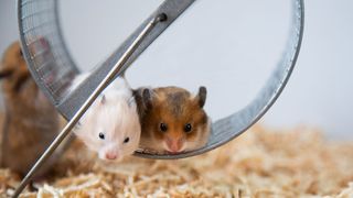 Two hamsters sitting in a wheel