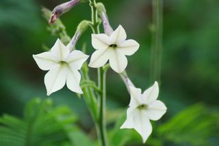 Ornamental tobacco plant, medicine