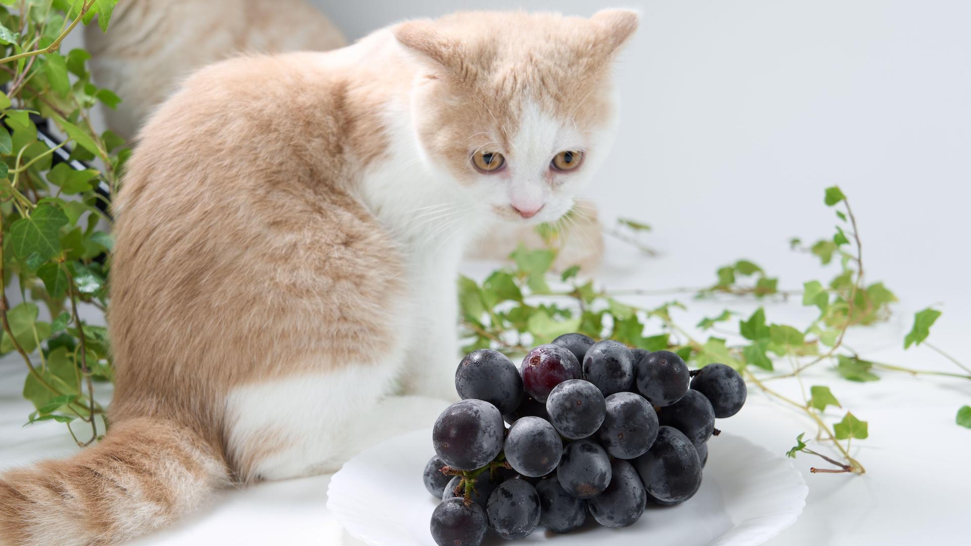 Cat looking at black grapes