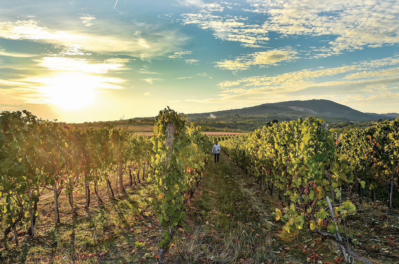 Tri Morave Temet winery