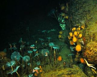 Fan worms (turquoise) and sponges (orange) currently dominate the underwater ecosystem under the sea ice in East Antarctica, but could be lost with an increase in sunlight reaching them.