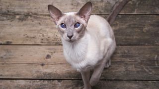 Oriental Shorthair