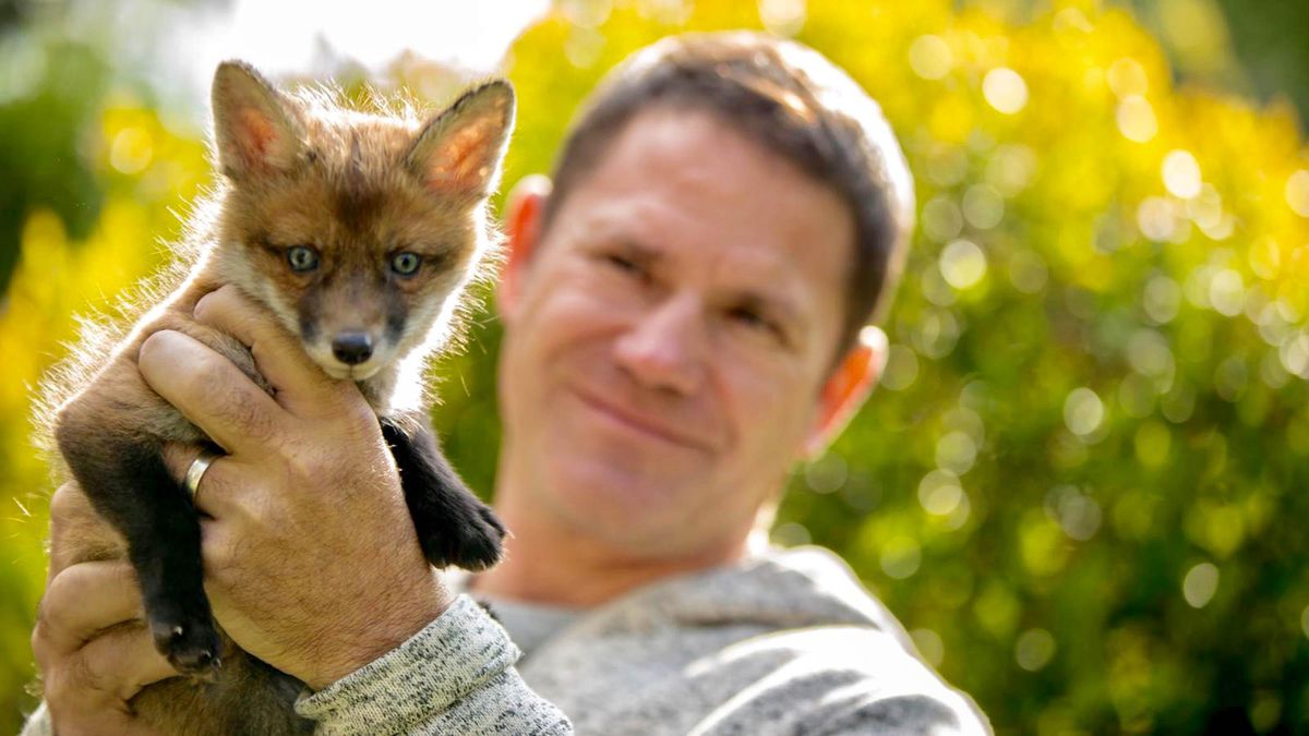 Steve Backshall introduces us to some fantastic foxes and their cubs.