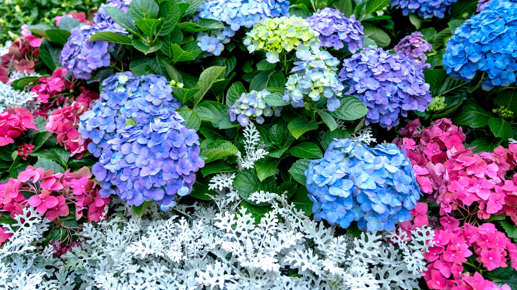 blue hydrangeas and dusty miller plants in garden border