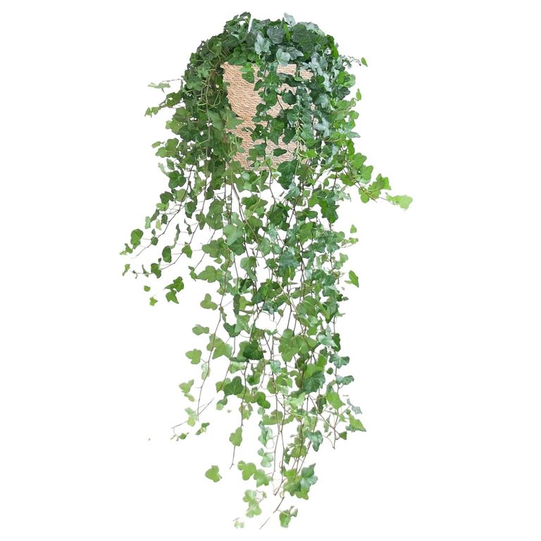 Best indoor plants where to shop online Ideal Home