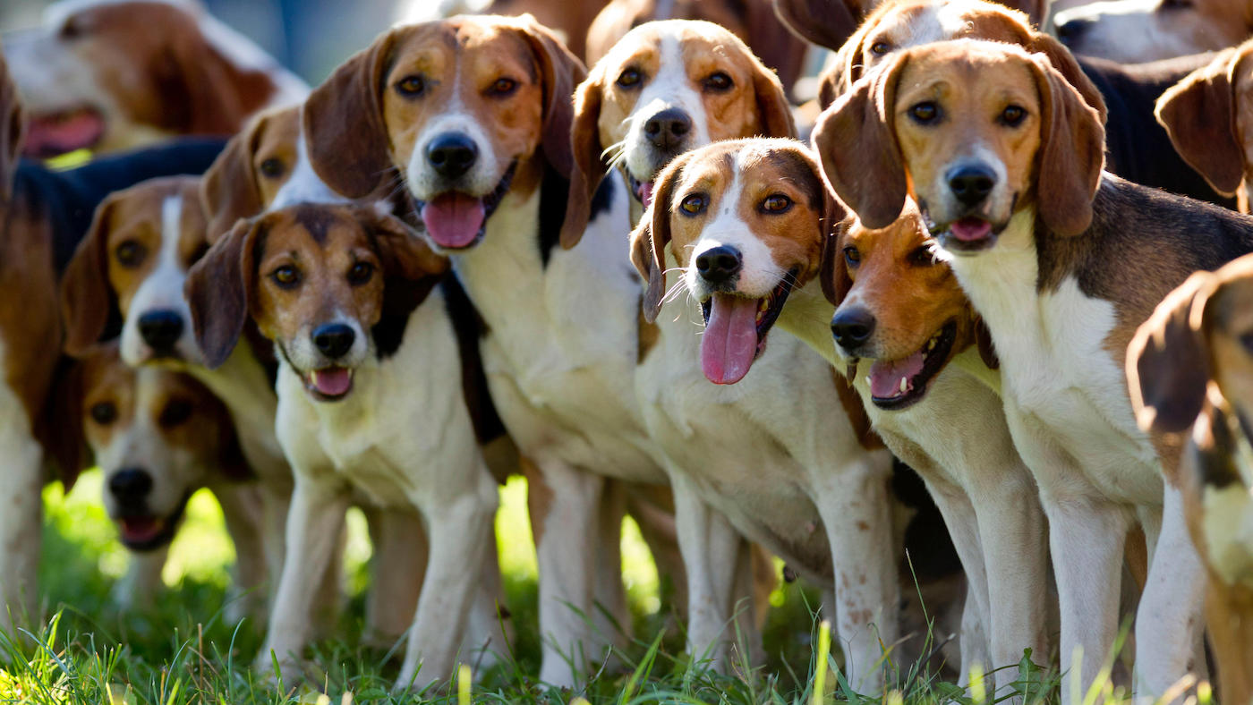 Pack of beagles
