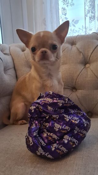 Bailey from Chatham needed operation after eating milk chocolate Easter egg