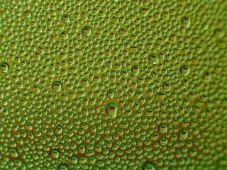 This image of water droplets is enough to trigger a tryophobe.