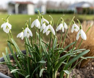 snowdrops in large container outdoors