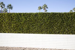 A white wall with a tall green hedge against a backdrop of blue sky and palm trees