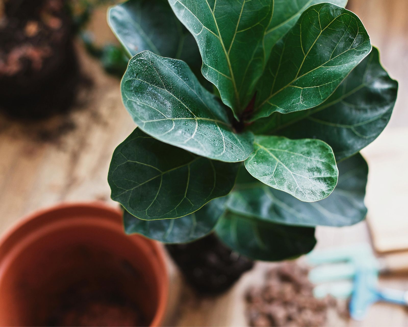 Why is my fiddle leaf fig dropping leaves? A plant expert advises