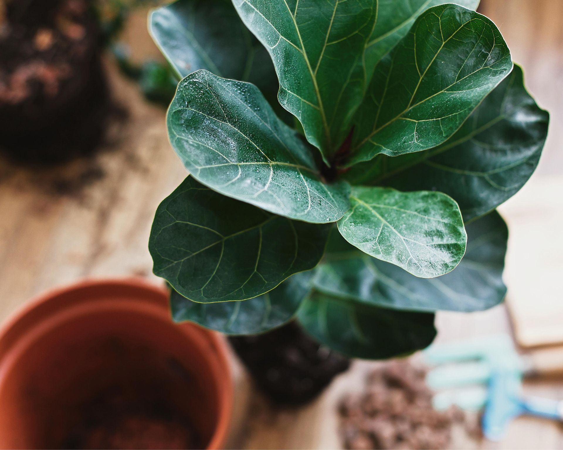 Why is my fiddle leaf fig dropping leaves? A plant expert advises