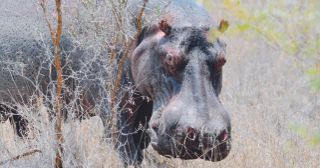 Hippos are the surprising stars of the last part of this fascinating series.