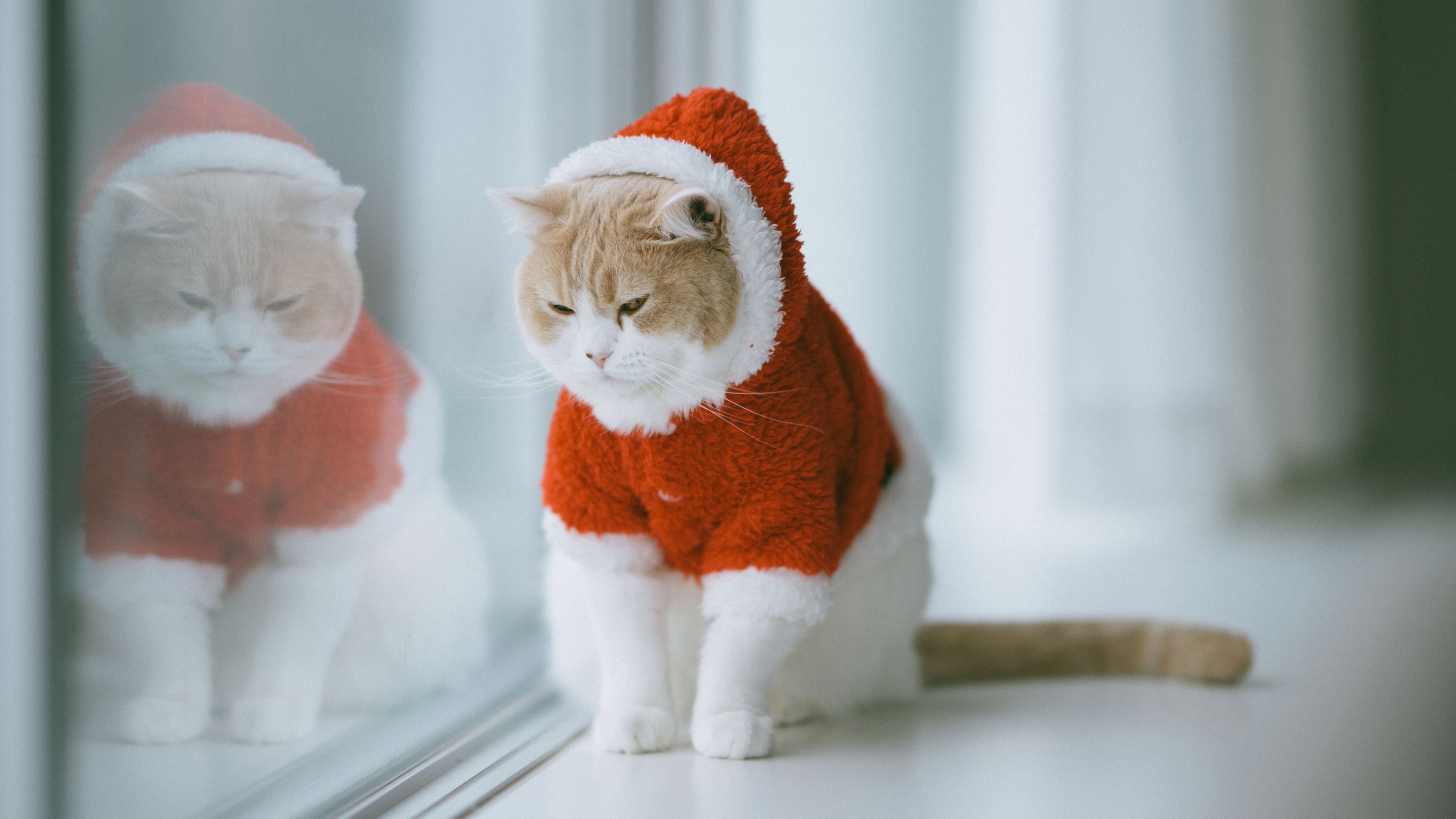 Cat in Santa costume