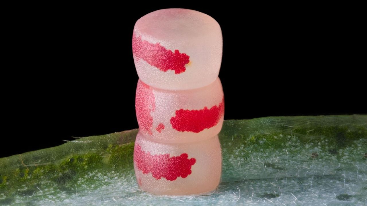 A neatly-stacked tower of moth eggs.