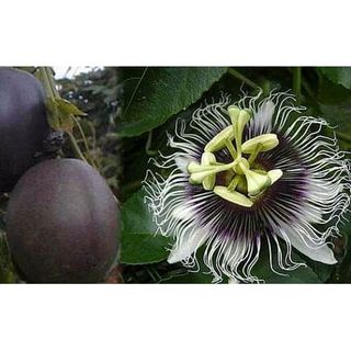 Possum Purple Edible Passion Vine Plant - Passiflora Edulis - Exotic! - 4