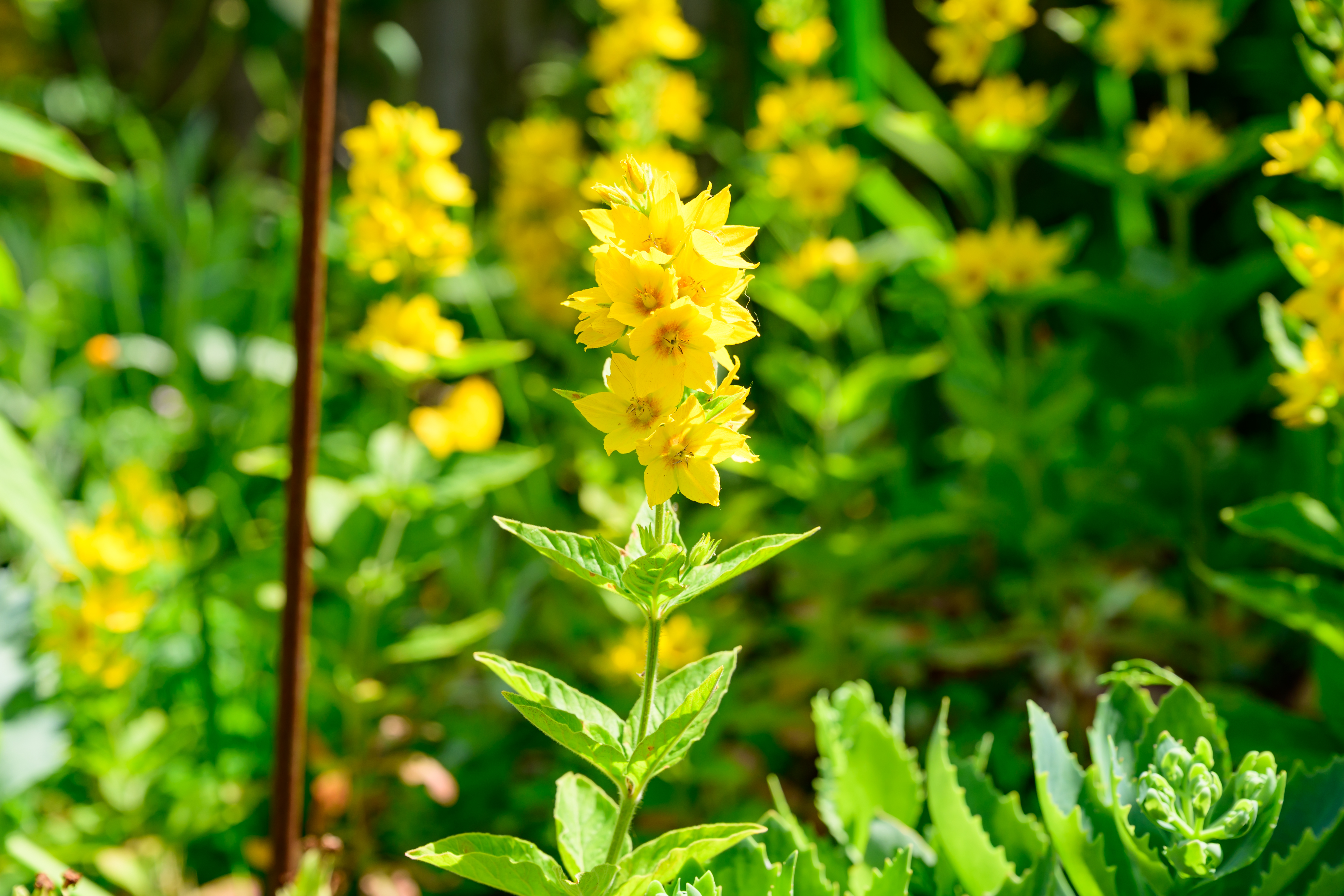 A photo of a yellow flower shot on the Nikon Z5II.