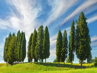 A row of Italian cypress trees