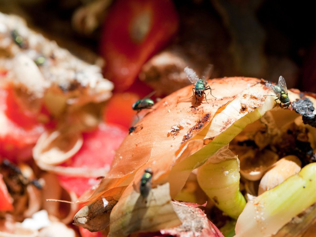 Flies On Compost Pile