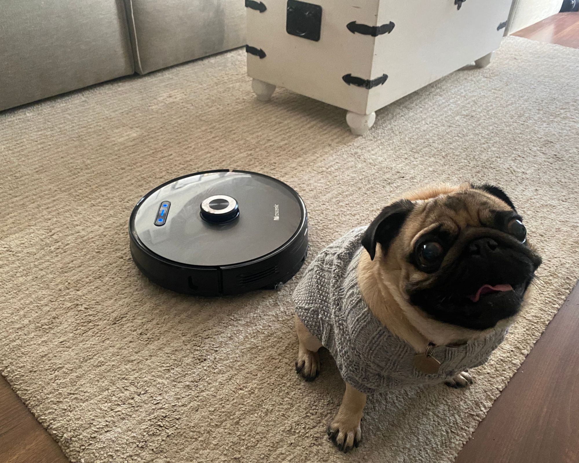 Proscenic M8 Pro on rug with Pug in jumper stood next to it