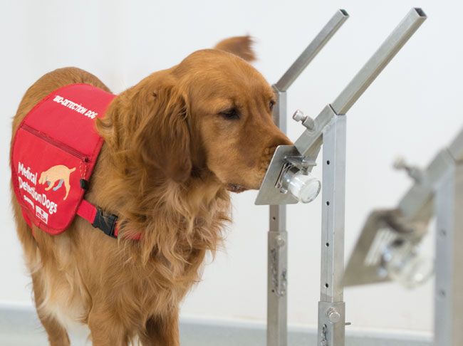 A Golden Retriever wearing a red &lsquo;Medical Detection Dogs&rsquo; vest sniffs a metal scent detection device in a training room.