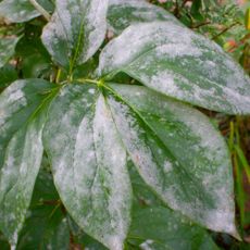 peony leaves with powdery mildew