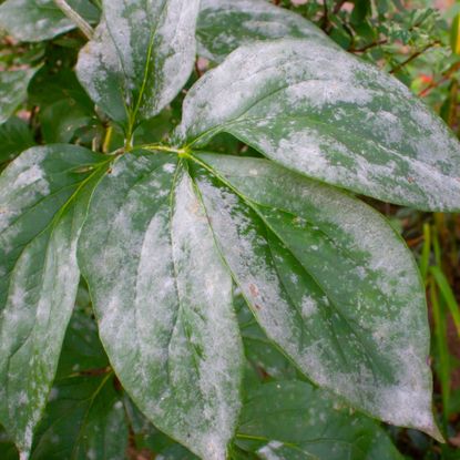peony leaves with powdery mildew