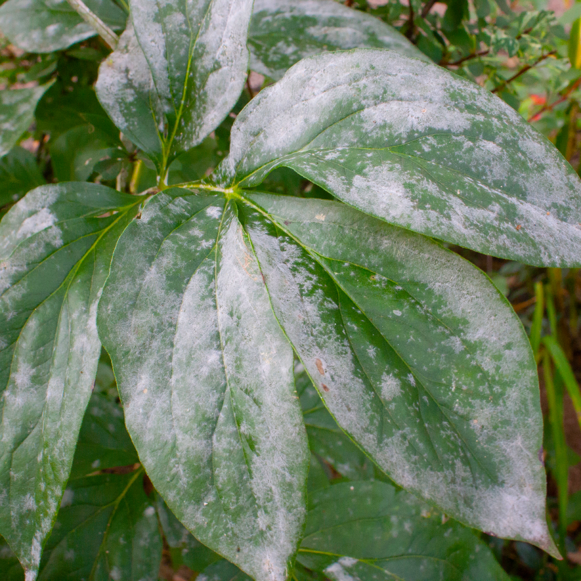 peony leaves with powdery mildew