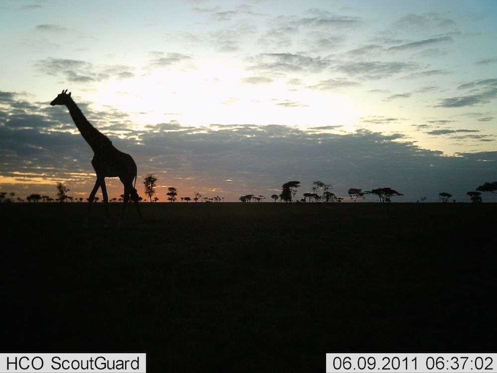 Photos: Wild Animals of the Serengeti | Live Science