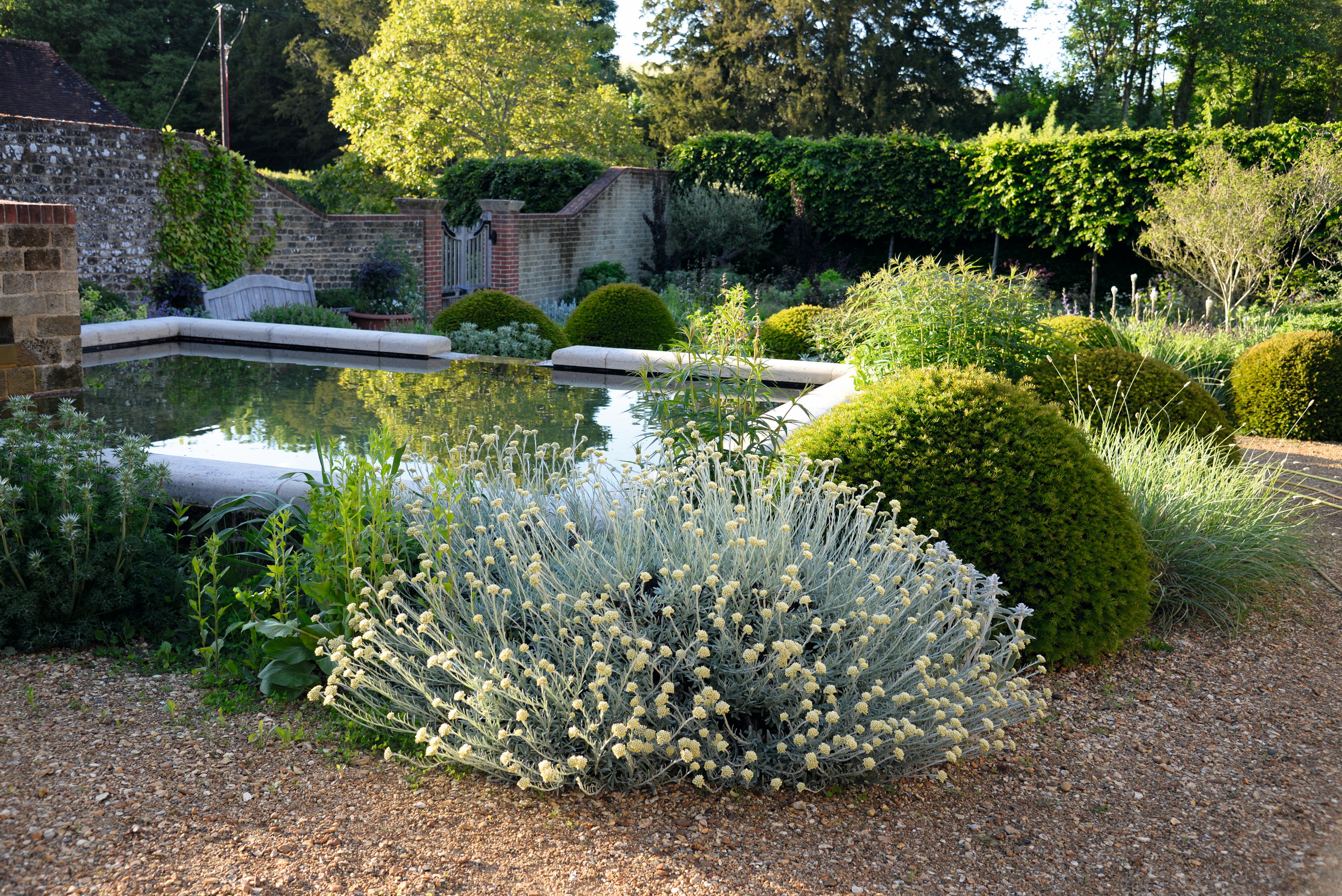 Helichrysum italicum, the curry plant, contrasting with neat box mounds at Woolbeding garden near Midhurst.