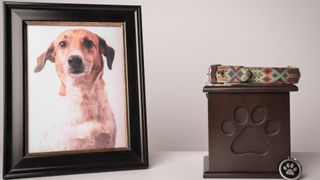 Photo of dog next to box of ashes with collar on top