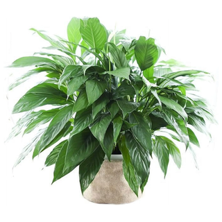 A KaBloom Peace Lily Plant from Walmart