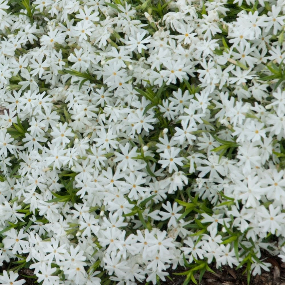 Phlox Subulata 'snowflake'