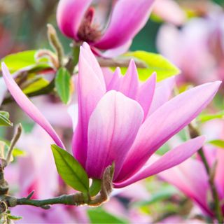 Purple-blooming magnolia tree