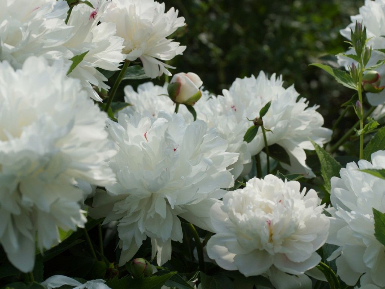 White Perennial Flowers