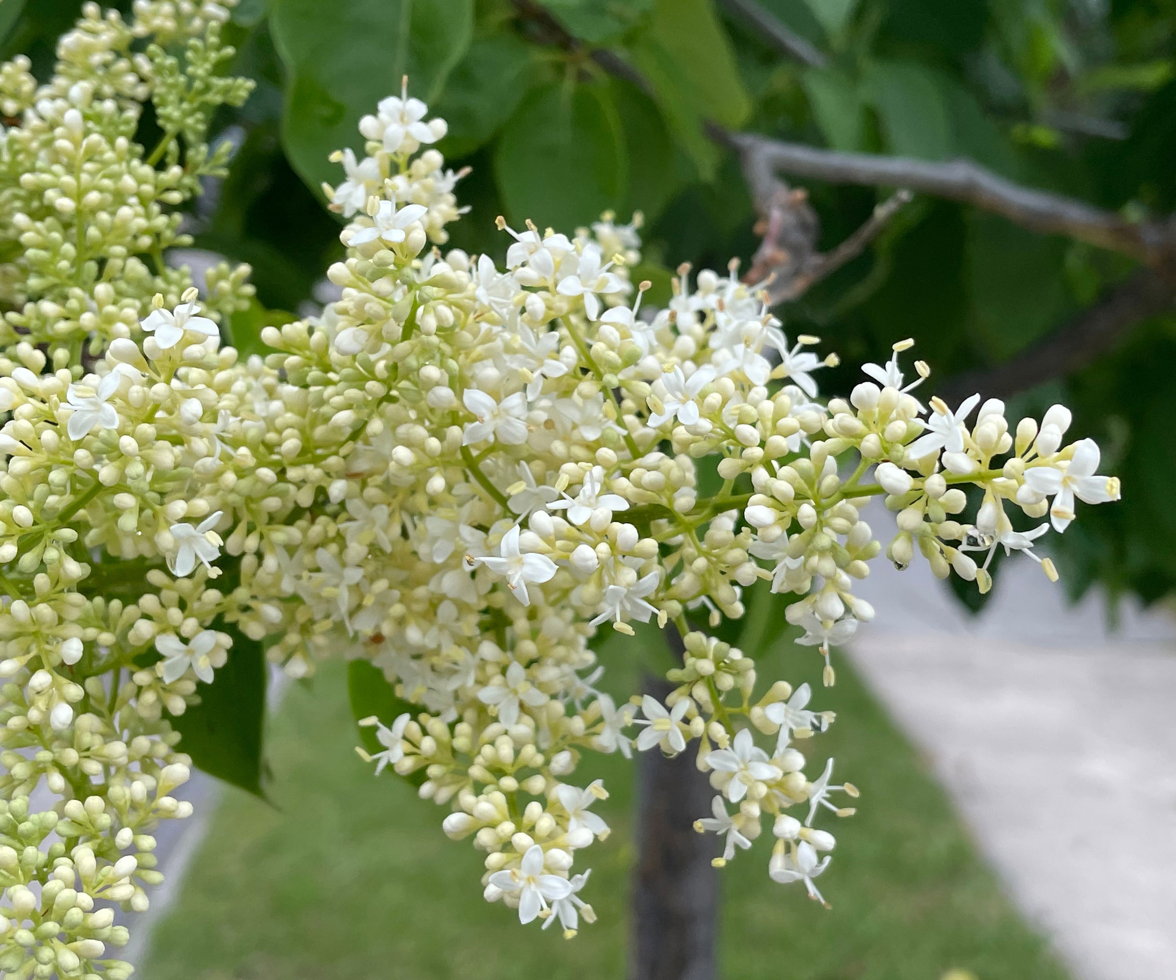 Japanese tree lilac with white flower clusters leaning over pathway