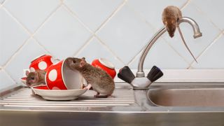 A few mice on the kitchen sink