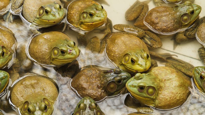 ten or so east asian bull frogs shown sitting in water