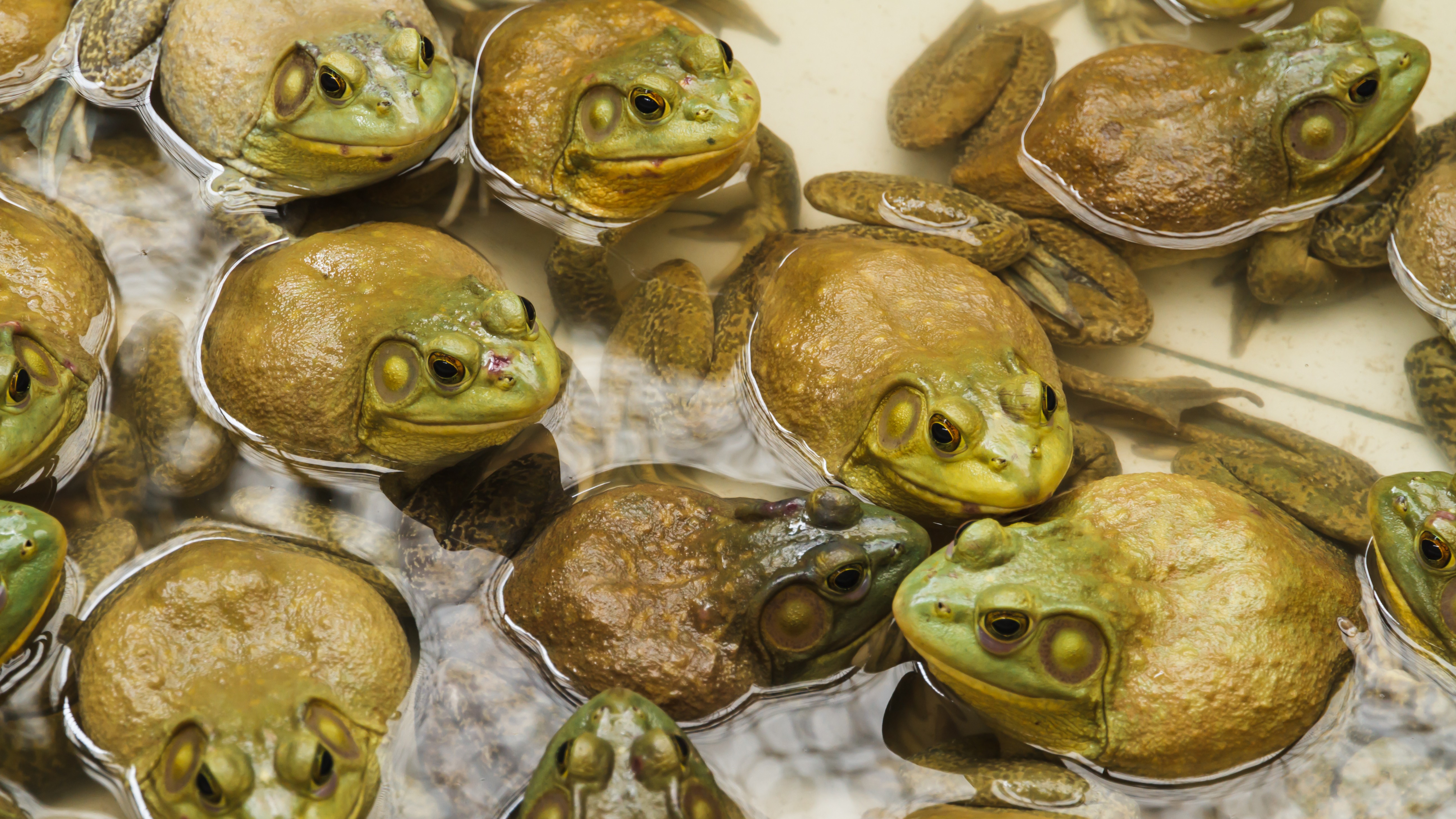 ten or so east asian bull frogs shown sitting in water