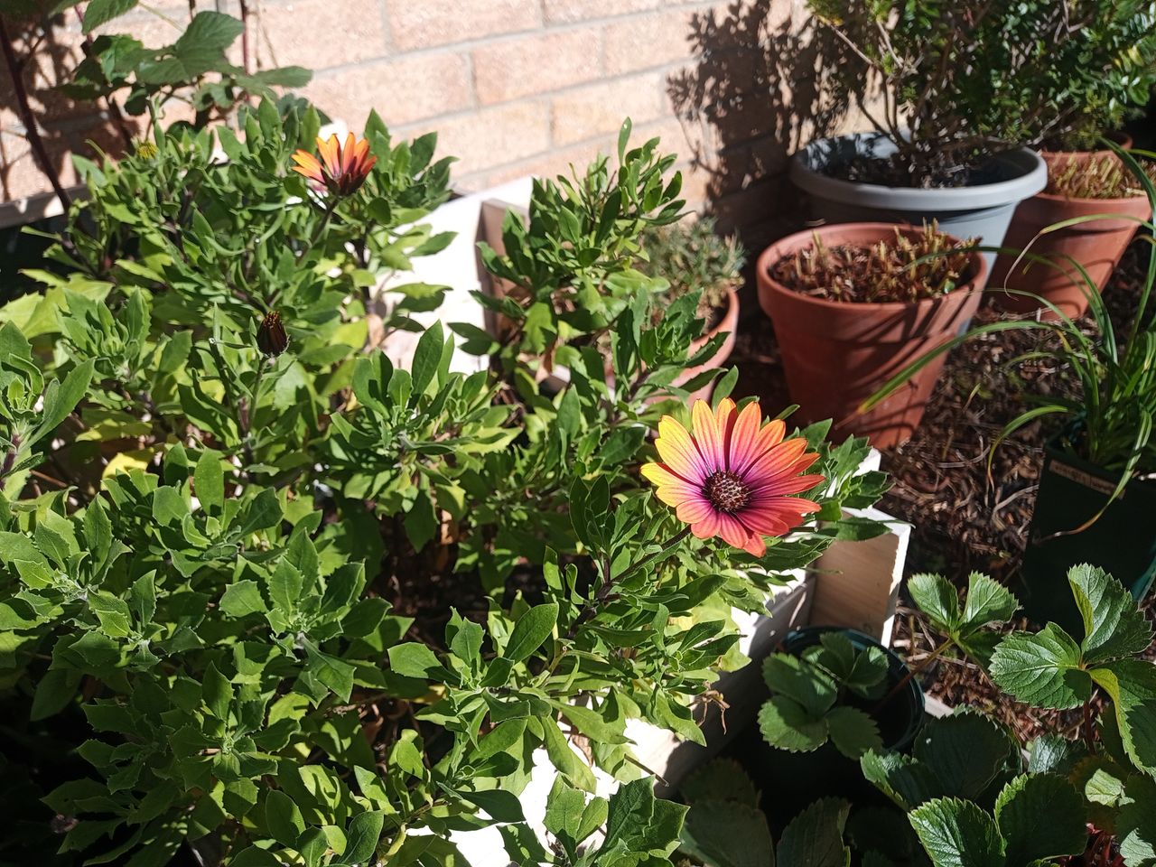 Photos taken with the AGM H5 Pro