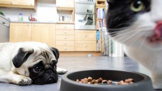 Close up of cat licking lips next to food bowl with pug lying on floor watching with sad eyes