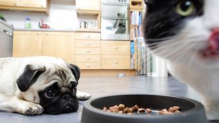 are cat treats ok for dogs