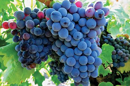 The Grenache grape