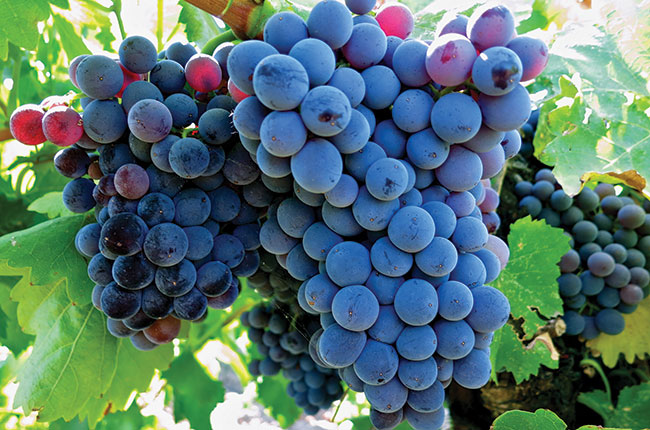 The Grenache grape