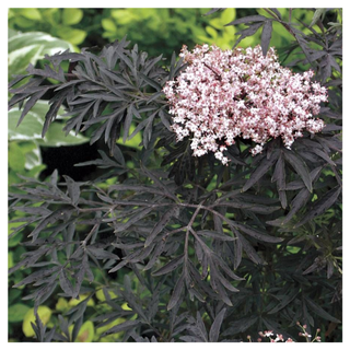 A sambucus black lace plant from Jackson & Perkins