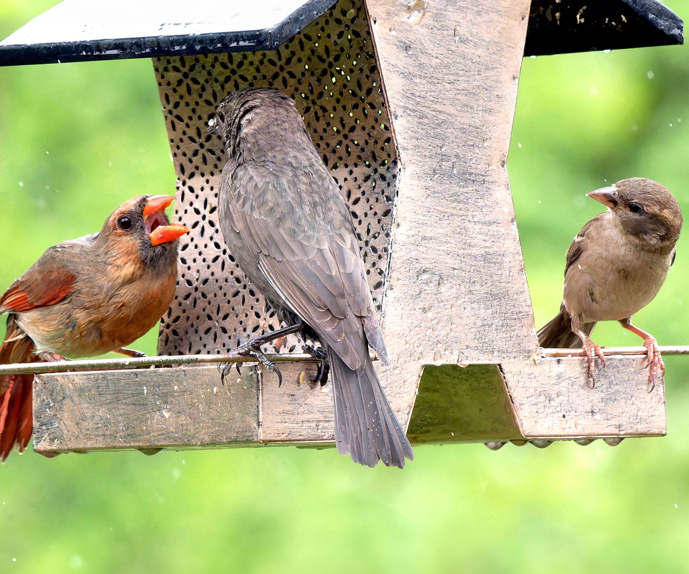 grumpy cardinal on bird feeder bickering with other birds