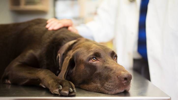 Vet and Labrador retriever