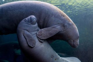 Sea Cows