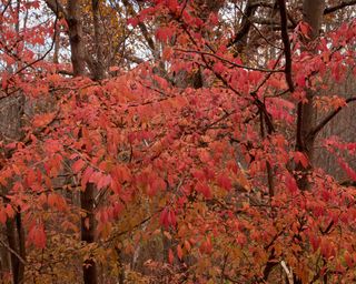 Autumn foliage of Winged Spindle, (Winged Euonymus, Burning Bush), Euonymus alatus;
