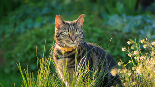 Cat sitting behind grass and flowers outside - how long do cats live